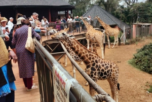 David Sheldrick Elefantenwaisenhaus und Giraffenzentrum Tour