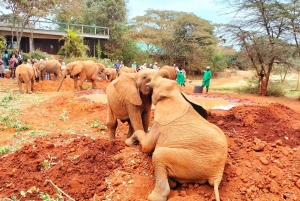 Visita al Orfanato de Elefantes y Centro de Jirafas David Sheldrick