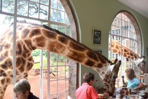 Tour dell'orfanotrofio degli elefanti e del centro delle giraffe di David Sheldrick