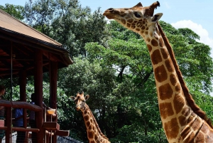 Tour dell'orfanotrofio degli elefanti e del centro delle giraffe di David Sheldrick