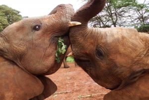 David Sheldrick Elephant Orphanage & Beads Factory Tour