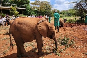 David Sheldrick Elephant Orphanage & Beads Factory Tour