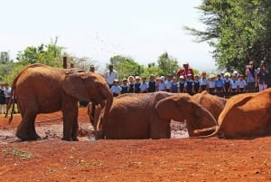 David Sheldrick Elephant Orphanage Guided Tour