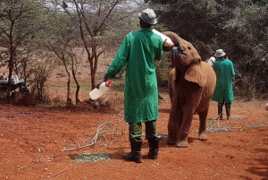 Orfanato de elefantes David Sheldrick (serviço de ida e volta)