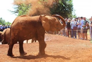 Orfanato de elefantes David Sheldrick (serviço de ida e volta)