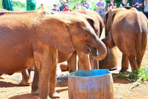 Orfanato de elefantes David Sheldrick (serviço de ida e volta)