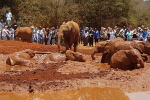 Orfanato de elefantes David Sheldrick (serviço de ida e volta)