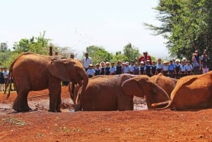 Orfanato de elefantes David Sheldrick (serviço de ida e volta)