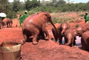 Orfanato de elefantes David Sheldrick (serviço de ida e volta)