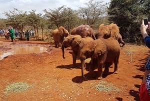 Orfanato de elefantes David Sheldrick (serviço de ida e volta)