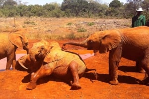 Orfanato de elefantes David Sheldrick (serviço de ida e volta)