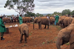 Giraffe Center, Karen Blixen & Elephant Orphanage Day Tour