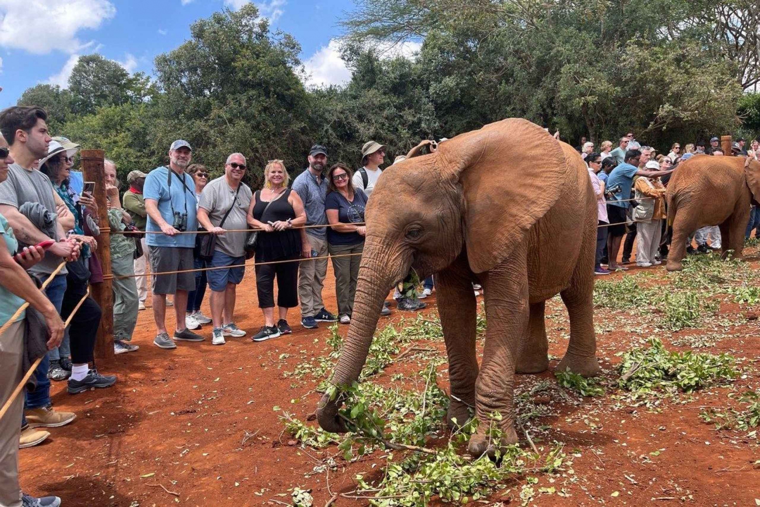 Visita al Orfanato de Elefantes David Sheldrick