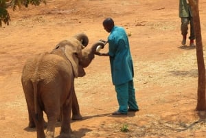 Visita al Orfanato de Elefantes David Sheldrick