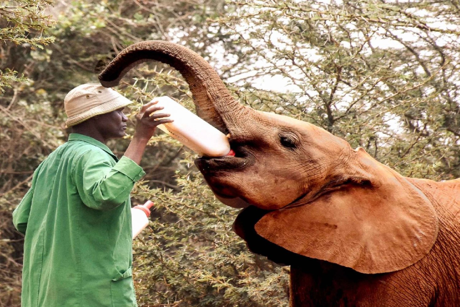 Nairobi;Orfanato de elefantes