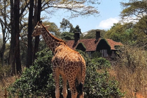 Tour del David Sheldrick Wildlife Trust e del Giraffe Center