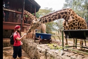 Tour del David Sheldrick Wildlife Trust e del Giraffe Center