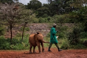 Tour del David Sheldrick Wildlife Trust e del Giraffe Center