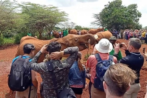 Tour del David Sheldrick Wildlife Trust e del Giraffe Center