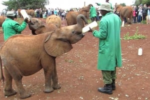 Tour del David Sheldrick Wildlife Trust e del Giraffe Center