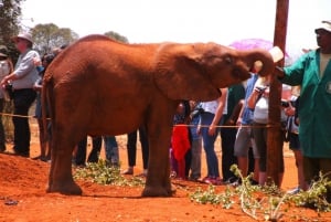 Tour del David Sheldrick Wildlife Trust e del Giraffe Center
