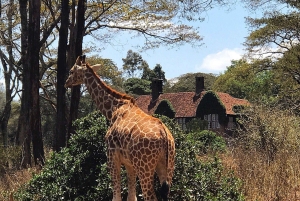 David Sheldrick Wildlife Trust och Giraffcentret - rundtur