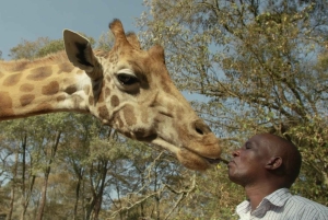 David Sheldrick Wildlife Trust och Giraffcentret - rundtur