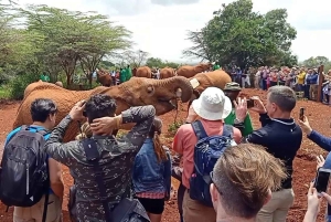 David Sheldrick Wildlife Trust och Giraffcentret - rundtur