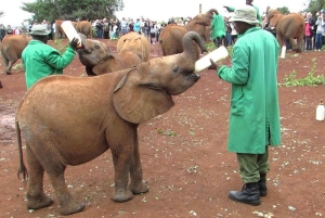 David Sheldrick Wildlife Trust och Giraffcentret - rundtur