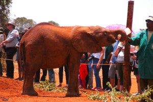 David Sheldrick Wildlife Trust och Giraffcentret - rundtur