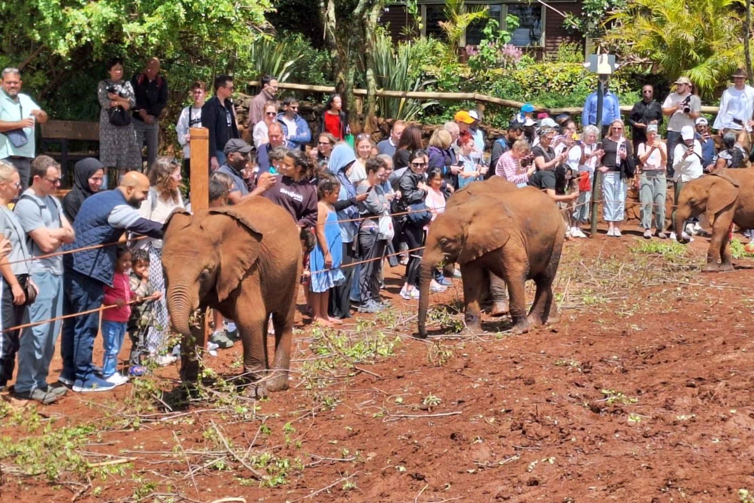 Visita al orfanato de elefantes David Sheldrick Wildlife Trust