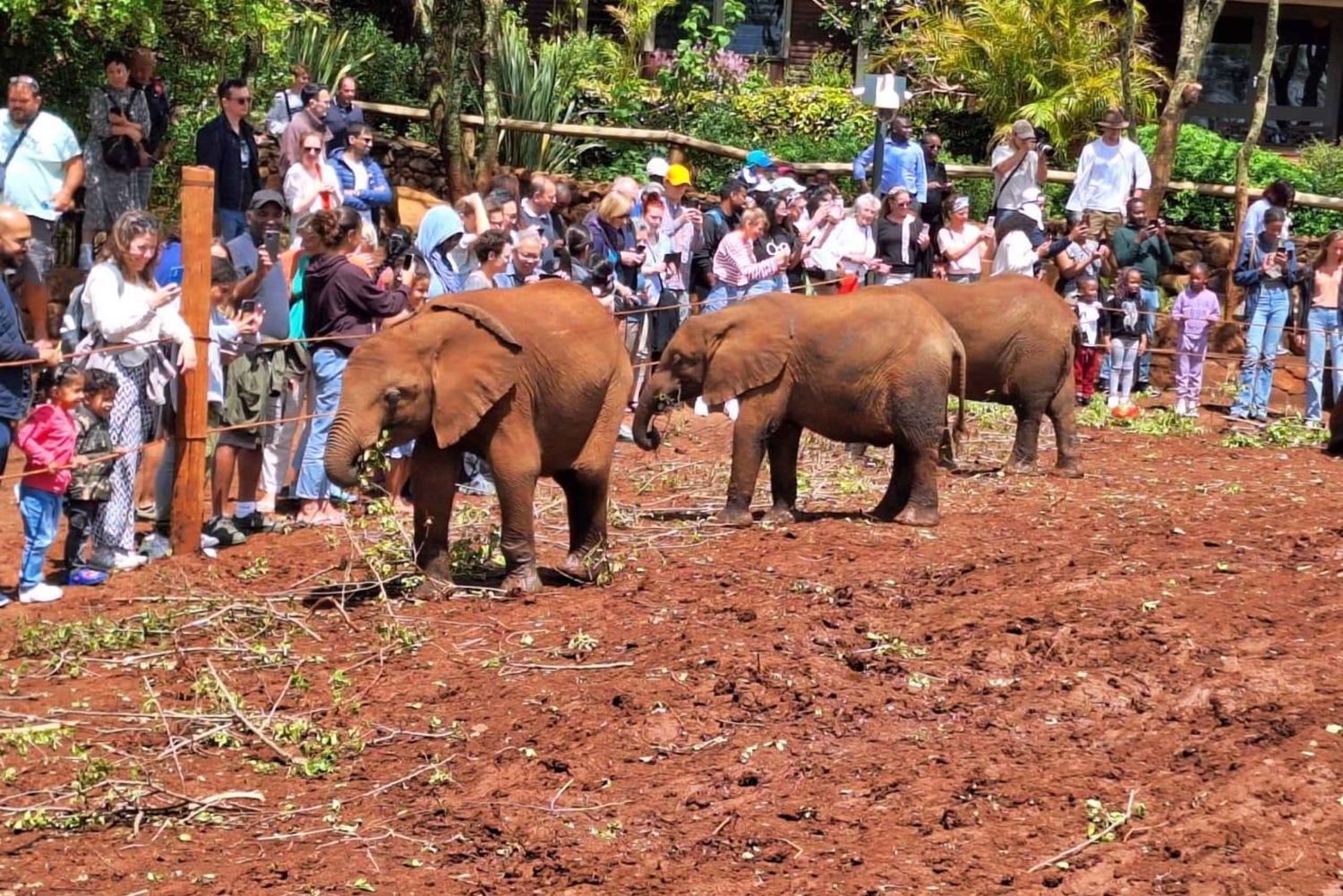 David Sheldrick Wildlife Trust Elefantenwaisenhaus Tour