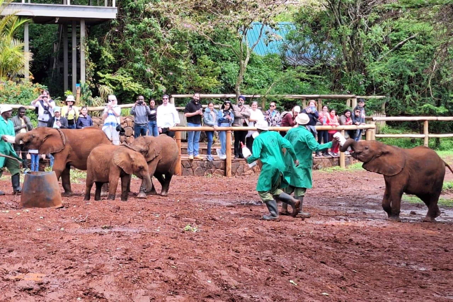 David Sheldrick Wildlife Trust Elefantenwaisenhaus Tour