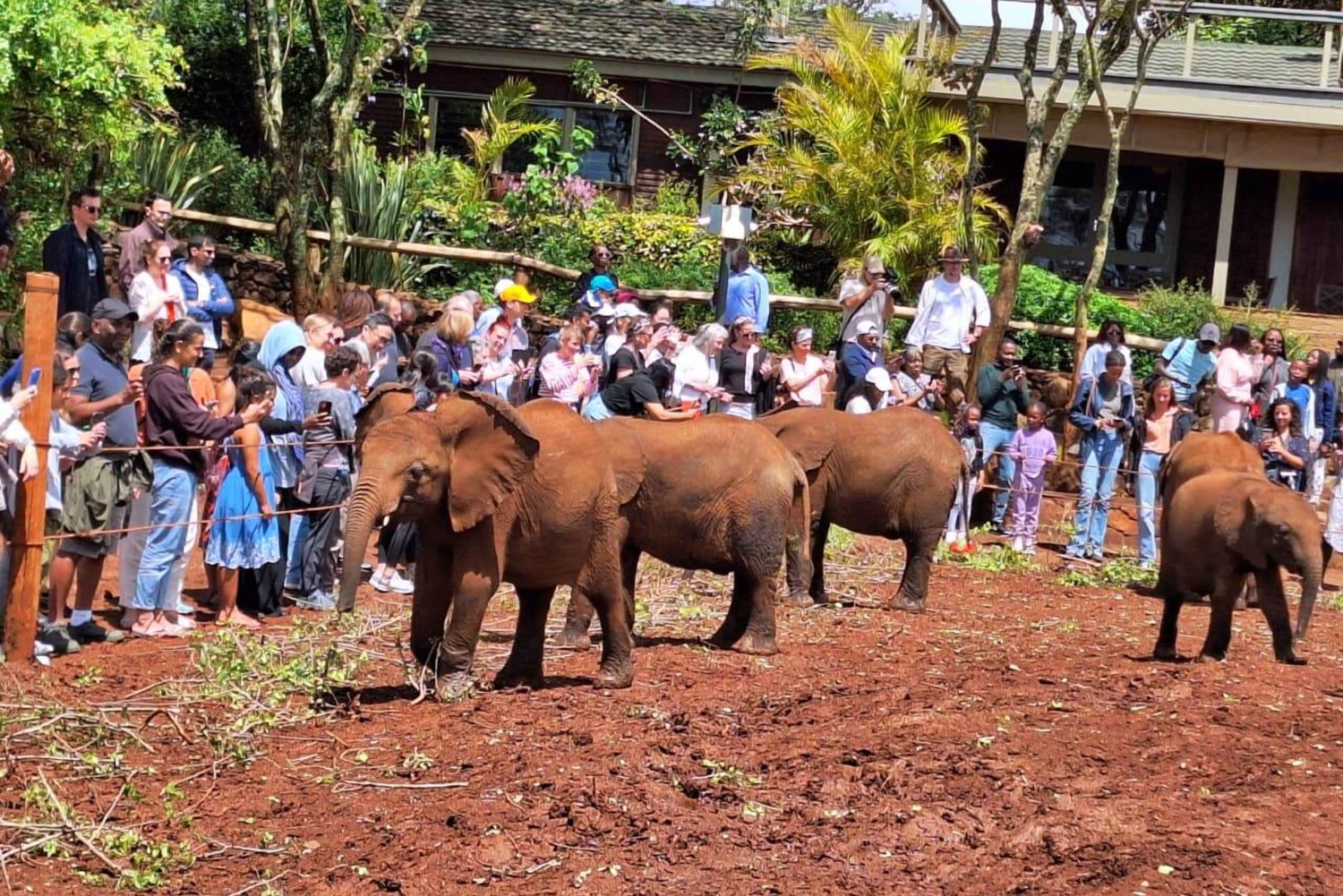 David Sheldrick Wildlife Trust Elefantenwaisenhaus Tour