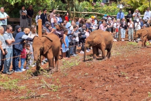 David Sheldrick Wildlife Trust Elephant Orphanage Tour