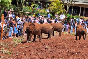 David Sheldrick Wildlife Trust Elephant Orphanage Tour