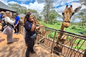 David Sheldrick Wildlife Trust Elefantenwaisenhaus Tour