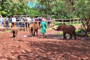 David Sheldrick Wildlife Trust Elefantenwaisenhaus Tour
