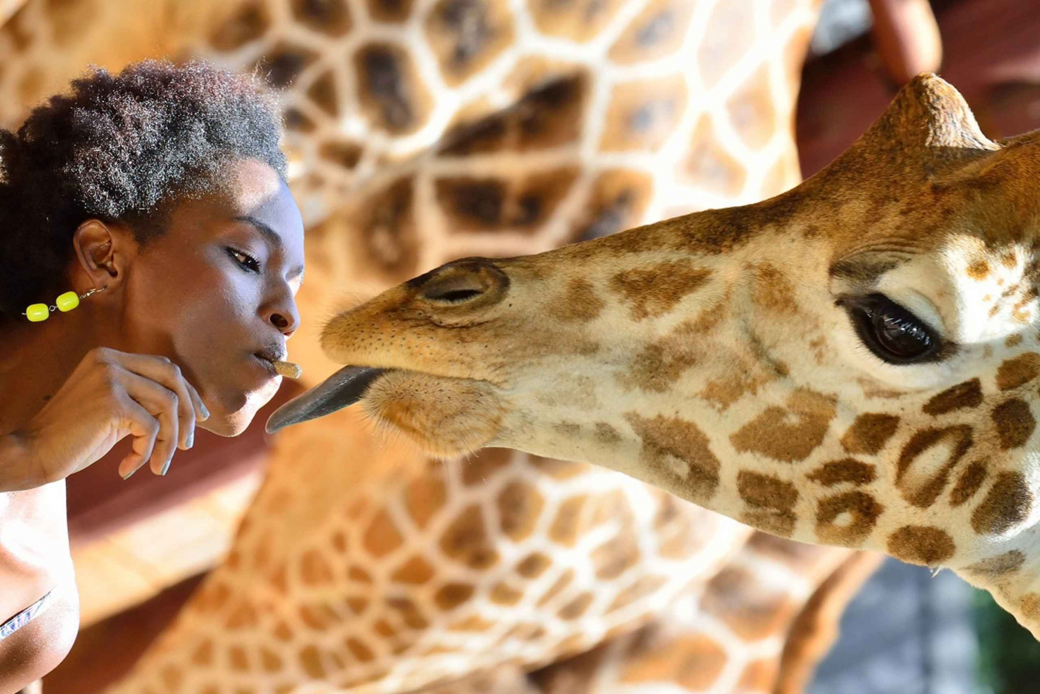 David Sheldrick Wildlife Trust & Giraffe Center: Wycieczka z przewodnikiem