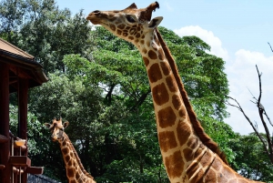 David Sheldrick Wildlife Trust & Giraf Center: Guidet tur