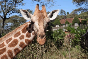 David Sheldrick Wildlife Trust & Giraffe Center: Guided Tour