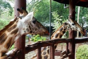 David Sheldrick Wildlife Trust & Giraffe Center lounaalla