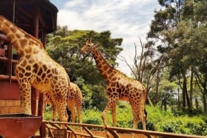 David Sheldrick Wildlife Trust & Giraffe Center med lunsj