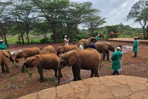 David Sheldrick Wildlife Trusts halvdagstur