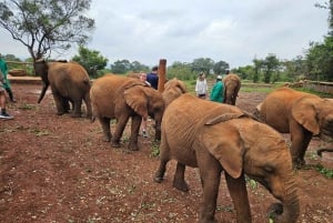 David Sheldrick Wildlife Trusts halvdagstur