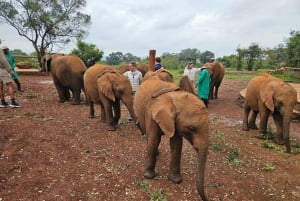 David Sheldrick Wildlife Trusts halvdagstur
