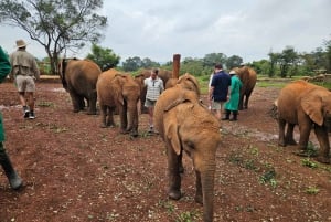 David Sheldrick Wildlife Trusts halvdagstur