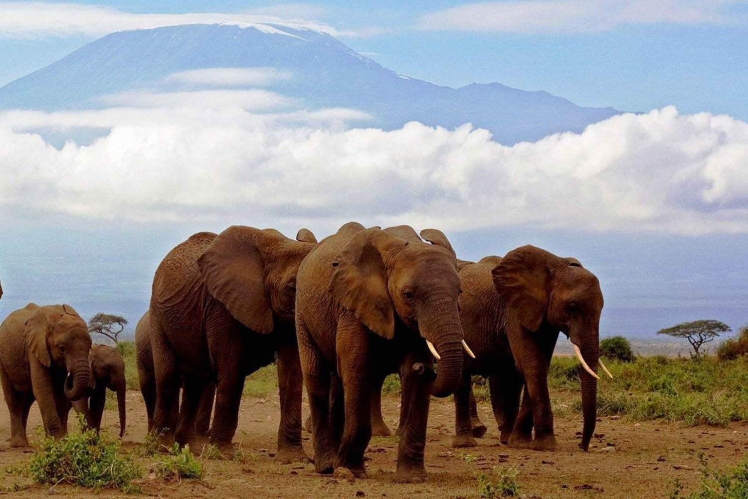 Journée de safari dans le parc national d'Amboseli.