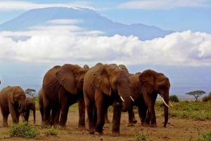 Day Trip to Amboseli National Park from Nairobi.