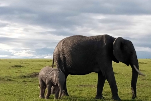 Dagtrip naar Amboseli National Park vanuit Nairobi.